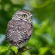 A Northern Spotted Owl perched on a branch surrounded by green foliage. A Northern Spotted Owl perched on a branch surrounded by green foliage.