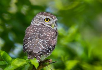 A Northern Spotted Owl perched on a branch surrounded by green foliage.