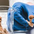 A gloved hand holding a dry psilocybin mushroom next to a glass beaker containing more mushrooms. A gloved hand holding a dry psilocybin mushroom next to a glass beaker containing more mushrooms.