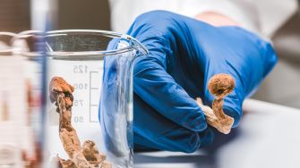A gloved hand holding a dry psilocybin mushroom next to a glass beaker containing more mushrooms.