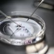 Micropipettes manipulating embryos in a petri dish, commonly used in in vitro fertilization procedures. Micropipettes manipulating embryos in a petri dish, commonly used in in vitro fertilization procedures.