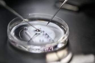 Micropipettes manipulating embryos in a petri dish, commonly used in in vitro fertilization procedures.