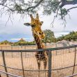 A giraffe named Stanley looking out from his enclosure at Saddlerock Ranch, amid ongoing legal issues involving his owners. A giraffe named Stanley looking out from his enclosure at Saddlerock Ranch, amid ongoing legal issues involving his owners.