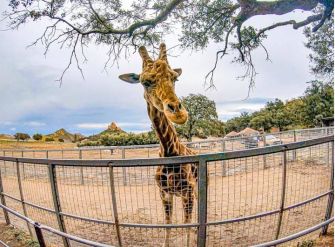 A giraffe named Stanley looking out from his enclosure at Saddlerock Ranch, amid ongoing legal issues involving his owners.