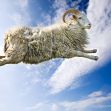 A giant sheep leaping against a blue sky with clouds. A giant sheep leaping against a blue sky with clouds.
