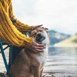 A person in a yellow sweater gently pets a dog by a lakeside, with mountains in the background. A person in a yellow sweater gently pets a dog by a lakeside, with mountains in the background.