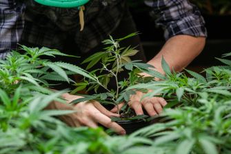 A person tending to cannabis plants in a cultivation setting.
