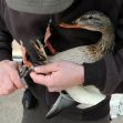 A person gently handling a brown and gray duck while using tools to possibly examine or assist the bird. A person gently handling a brown and gray duck while using tools to possibly examine or assist the bird.