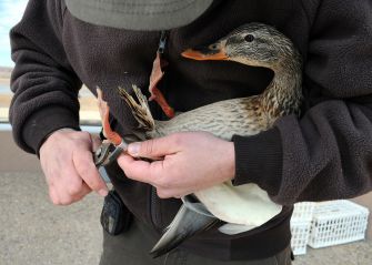 A person gently handling a brown and gray duck while using tools to possibly examine or assist the bird.