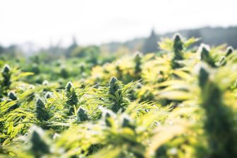 A close-up view of cannabis plants growing in a vibrant green field under natural sunlight.