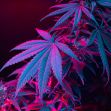 Close-up of cannabis leaves with a vibrant purple and blue lighting effect. Close-up of cannabis leaves with a vibrant purple and blue lighting effect.