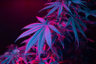 Close-up of cannabis leaves with a vibrant purple and blue lighting effect.