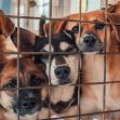A group of dogs looking out from behind a metal cage in an animal shelter. A group of dogs looking out from behind a metal cage in an animal shelter.