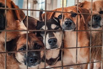 A group of dogs looking out from behind a metal cage in an animal shelter.