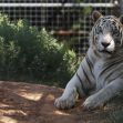A white tiger resting in its enclosure at Tiger King Park in Oklahoma. A white tiger resting in its enclosure at Tiger King Park in Oklahoma.
