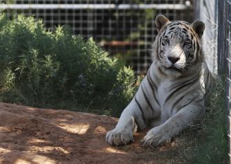 A white tiger resting in its enclosure at Tiger King Park in Oklahoma.