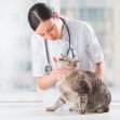 A veterinarian examining a cat in a clinic setting. A veterinarian examining a cat in a clinic setting.