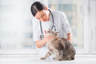A veterinarian examining a cat in a clinic setting.