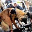 A police officer guides a drug-sniffing dog as it investigates the interior of a vehicle. A police officer guides a drug-sniffing dog as it investigates the interior of a vehicle.