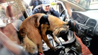 A police officer guides a drug-sniffing dog as it investigates the interior of a vehicle.