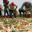 Workers harvesting onions in a field, with baskets for collection in the background. Workers harvesting onions in a field, with baskets for collection in the background.