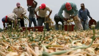 Workers harvesting onions in a field, with baskets for collection in the background.