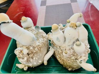 Psilocybin mushrooms growing in a tray, showcasing their unique shapes and forms.