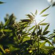 Sunlight filtering through hemp plants growing in a field. Sunlight filtering through hemp plants growing in a field.