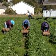 farm workers