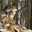 A group of wolves resting on a rocky outcrop in a forested area. A group of wolves resting on a rocky outcrop in a forested area.