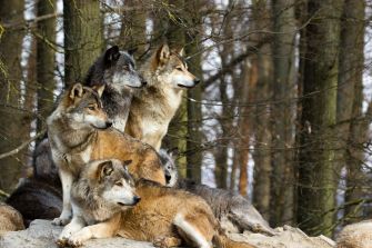 A group of wolves resting on a rocky outcrop in a forested area.