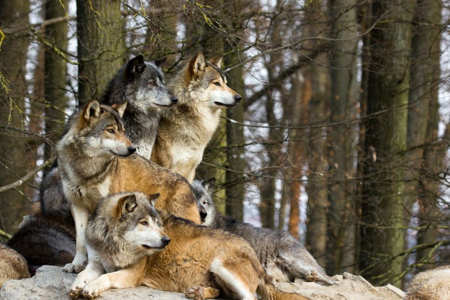Wisconsin Animal Protection Group Claims DNR Ignored Science and Public Comments in 2023 Wolf Plan