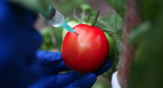 A scientist injecting a syringe into a ripe tomato, illustrating genetic modification techniques in agriculture.