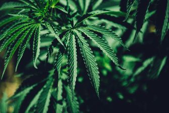 Close-up view of green cannabis leaves.