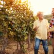 Two men standing in a vineyard, one holding a box of grapes and the other holding a glass, smiling at each other. Two men standing in a vineyard, one holding a box of grapes and the other holding a glass, smiling at each other.