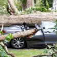 A rental vehicle severely damaged by a fallen tree, with the tree resting on the car. A rental vehicle severely damaged by a fallen tree, with the tree resting on the car.