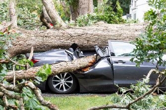 A rental vehicle severely damaged by a fallen tree, with the tree resting on the car.