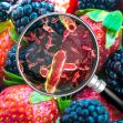 A magnifying glass highlighting bacteria on a background of strawberries and blackberries, emphasizing food safety concerns. A magnifying glass highlighting bacteria on a background of strawberries and blackberries, emphasizing food safety concerns.