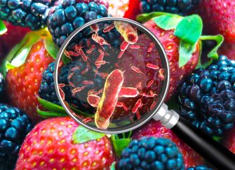 A magnifying glass highlighting bacteria on a background of strawberries and blackberries, emphasizing food safety concerns.