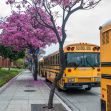A row of yellow school buses parked near a leafy sidewalk lined with blooming purple trees. A row of yellow school buses parked near a leafy sidewalk lined with blooming purple trees.