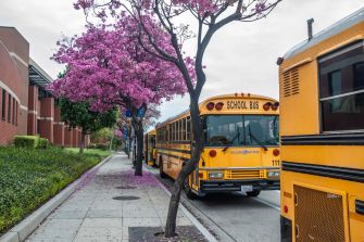 A row of yellow school buses parked near a leafy sidewalk lined with blooming purple trees.