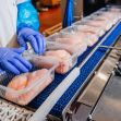 A worker organizing chicken fillets in a meatpacking facility. A worker organizing chicken fillets in a meatpacking facility.