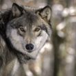A close-up of a gray wolf looking directly at the camera, set against a blurred forest background. A close-up of a gray wolf looking directly at the camera, set against a blurred forest background.
