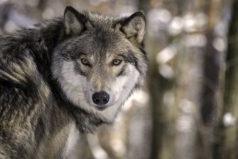 A close-up of a gray wolf looking directly at the camera, set against a blurred forest background.