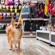A small dog standing in a pet store aisle surrounded by pet supplies and toys. A small dog standing in a pet store aisle surrounded by pet supplies and toys.