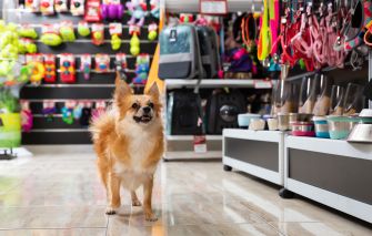 A small dog standing in a pet store aisle surrounded by pet supplies and toys.