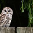 Barred owl perched on a wooden post, surrounded by greenery. Barred owl perched on a wooden post, surrounded by greenery.