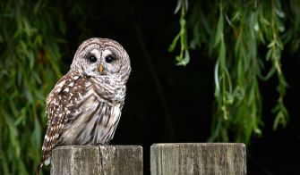 Barred owl perched on a wooden post, surrounded by greenery.