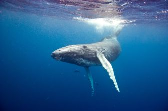 A humpback whale swimming underwater.