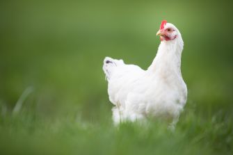 A white chicken standing in a grassy field.